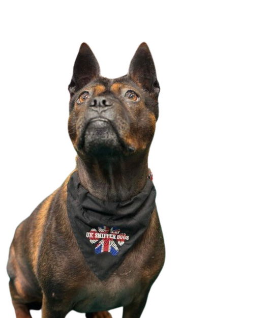 UK Sniffer Dogs Bandana for Dogs